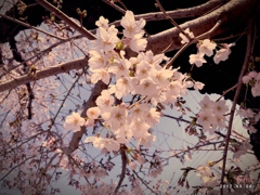 記憶の桜 〜nostalgia