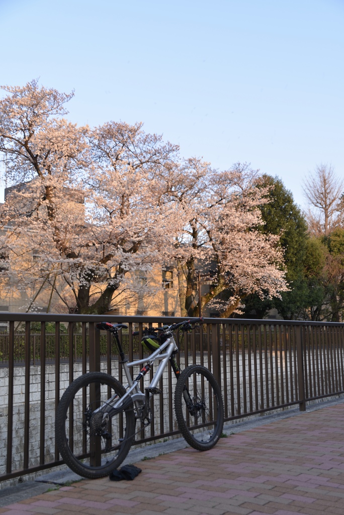 とにかく夕日を受けての桜がきれい