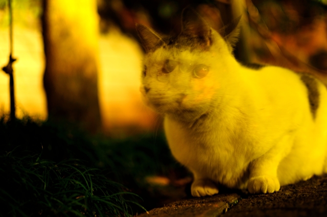 multi-exposure cat