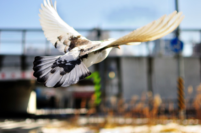 飛ぶ白い鳩