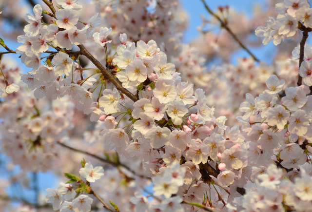 20110409-DSC_0335