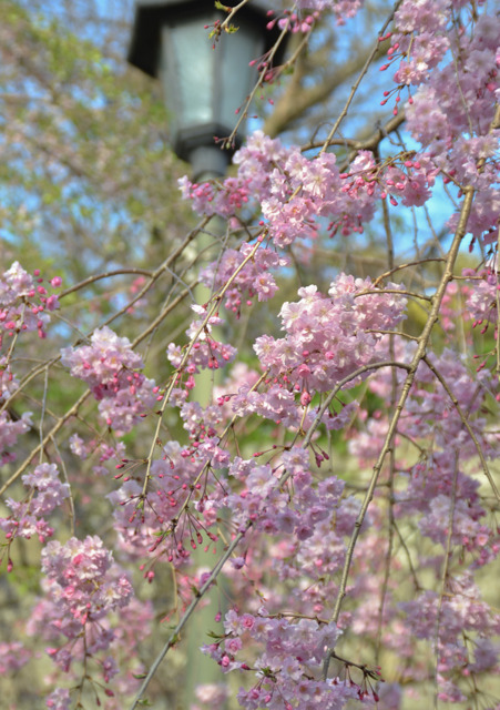 20110409-DSC_0251