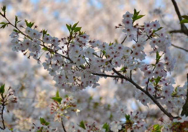 20110409-DSC_0236