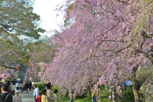 20110409-DSC_0250