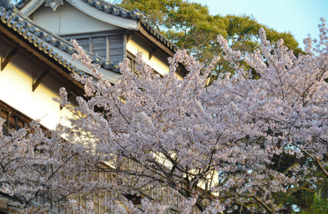 20110409-DSC_0339