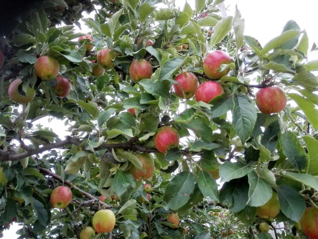 新藤農園りんご