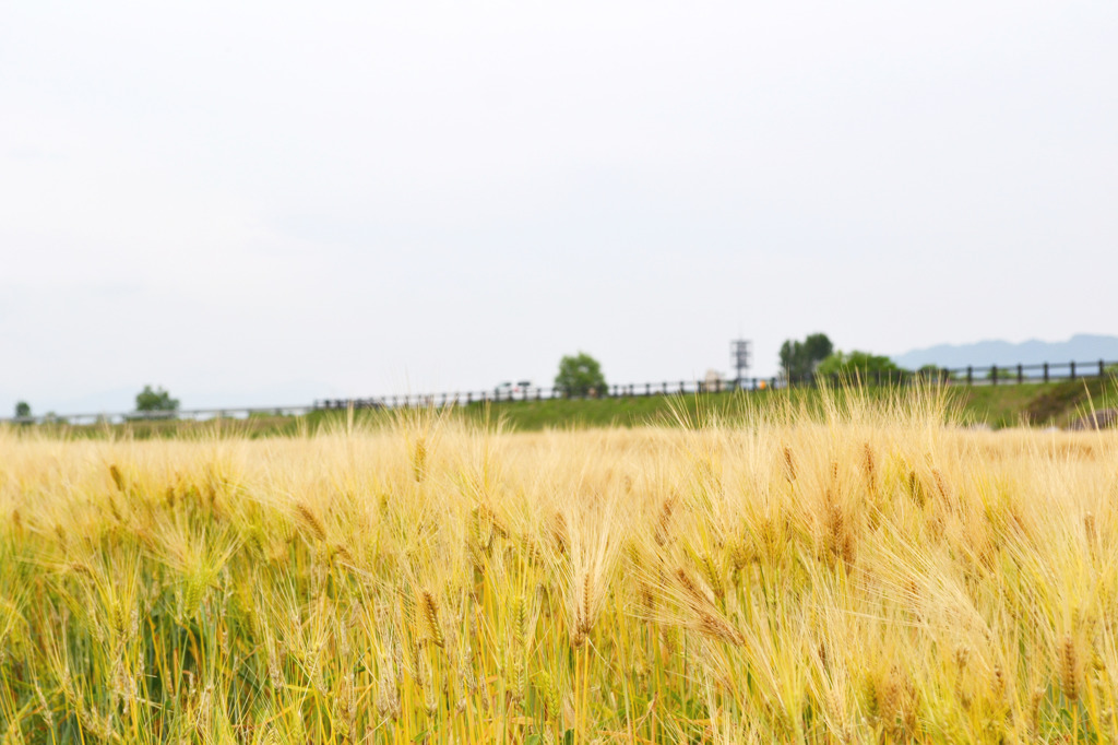 安曇野の麦畑