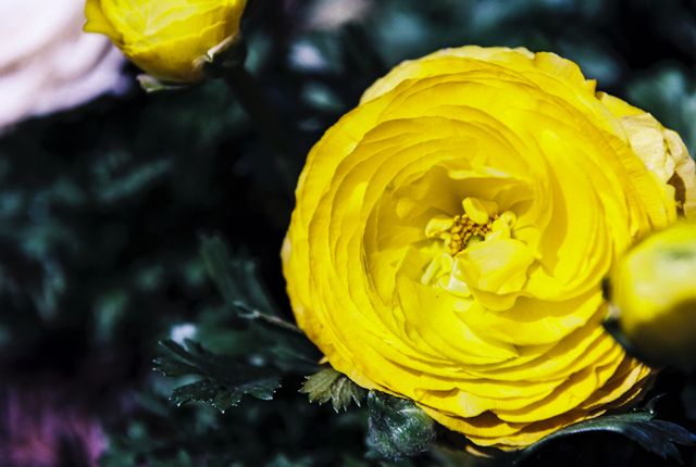 Yellow flower with sunshine