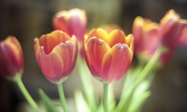 Lighten Tulips