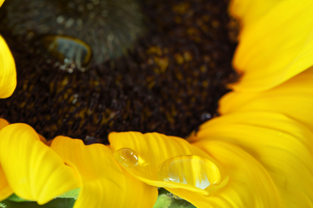 Dews on Sunflower