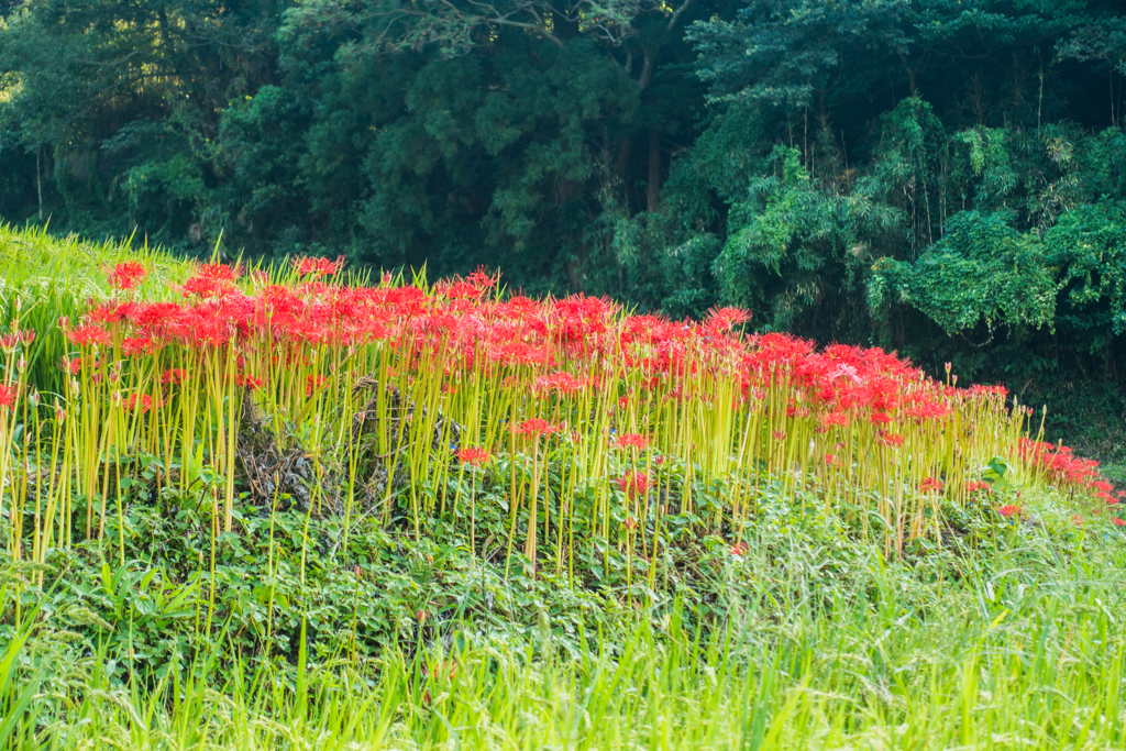 江里山の彼岸花-4