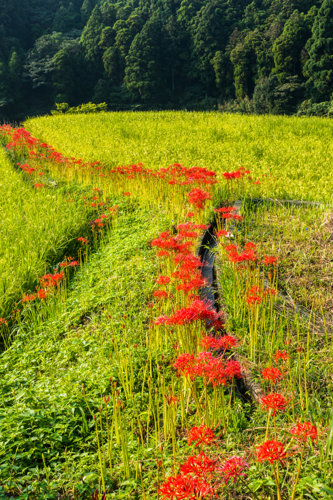 江里山の彼岸花-1