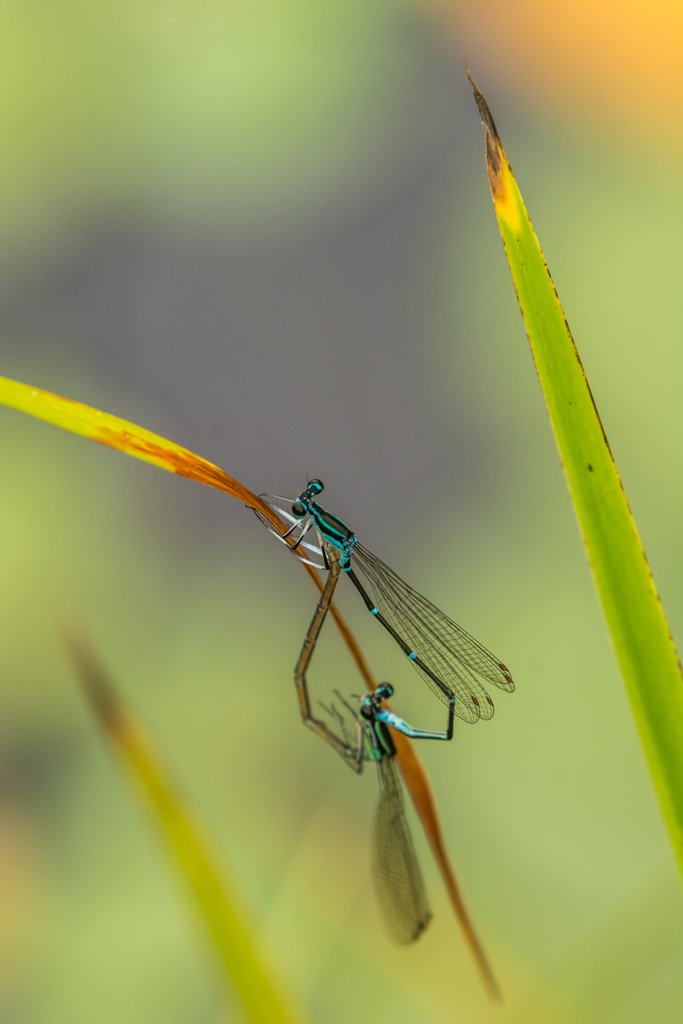 モノサシトンボ♡