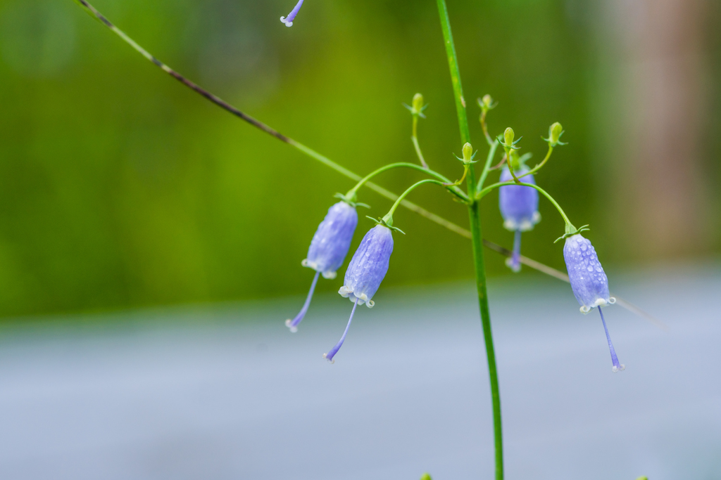 サイヨウシャジン