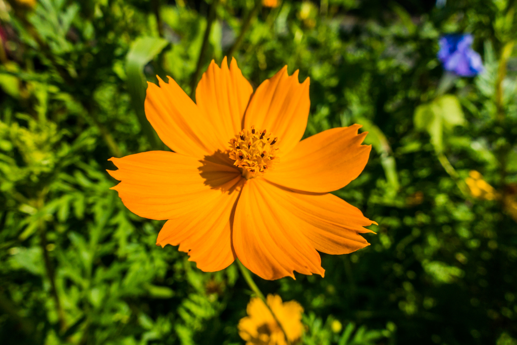 キバナコスモス