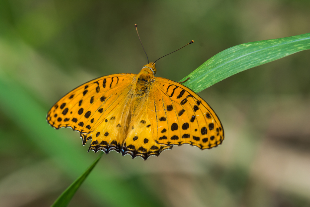 ツマグロヒョウモン♂