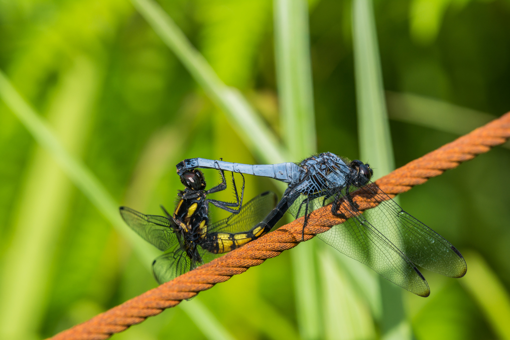 オオシオカラトンボ♡