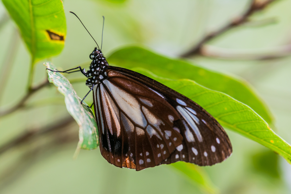 アサギマダラ-1