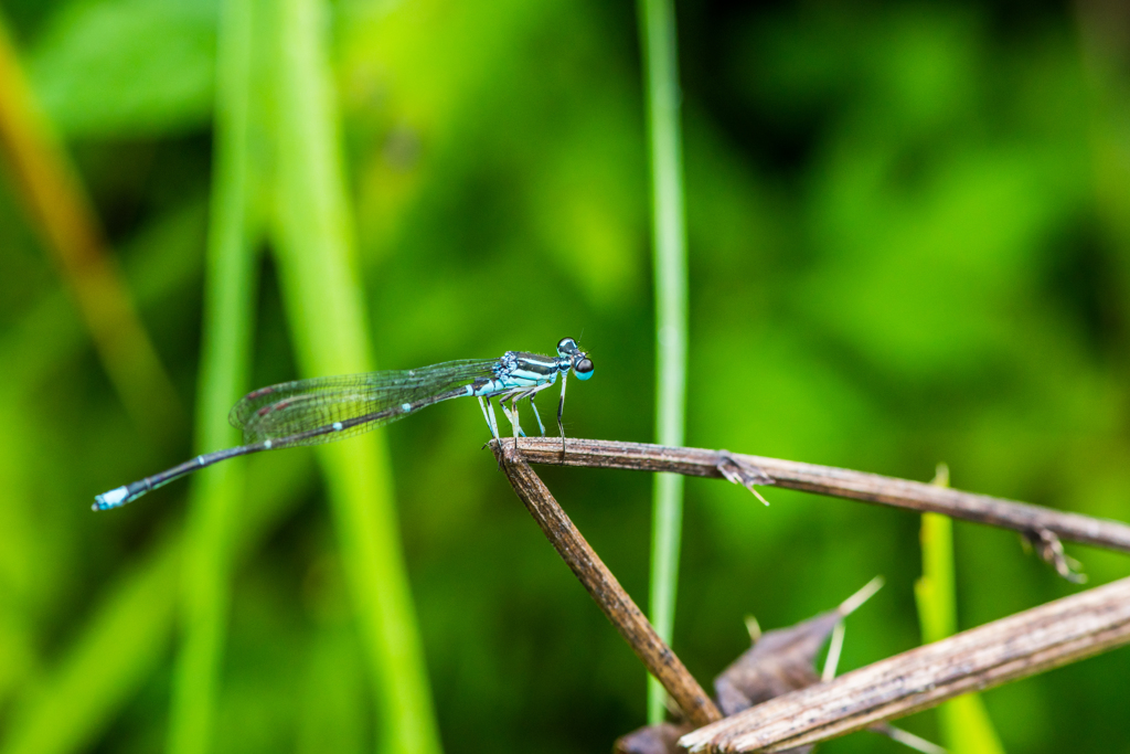 モノサシトンボ