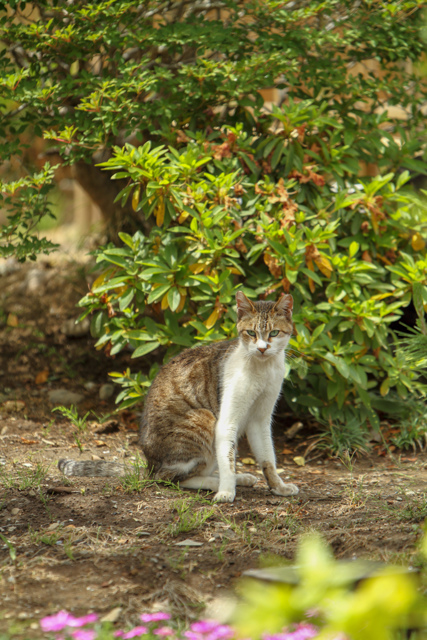 小江戸川越のスターバックス　その10　中庭の猫