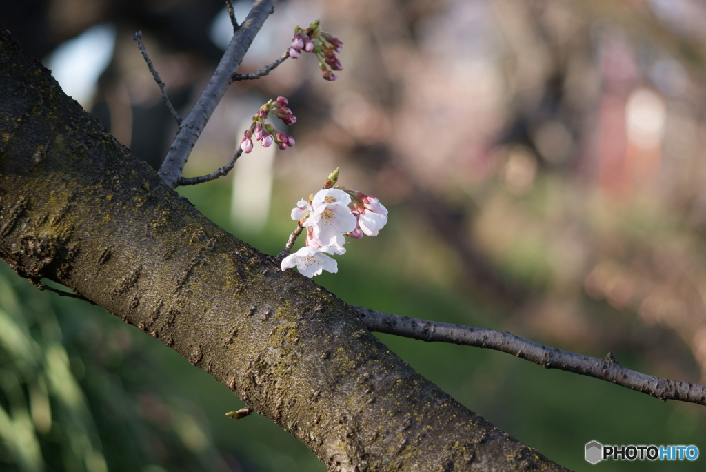 幹に咲いた桜