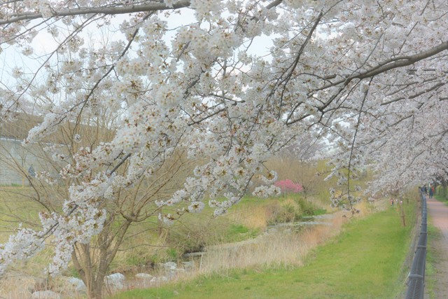 桜咲く、カワセミの居る川