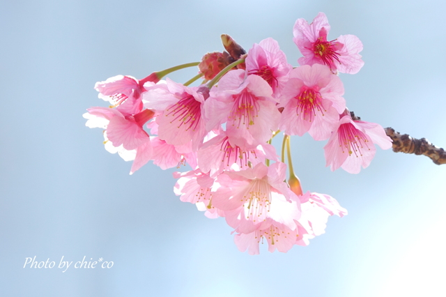 横浜関内の早咲き桜-144