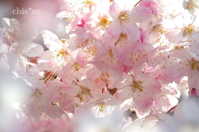 春めき桜-156