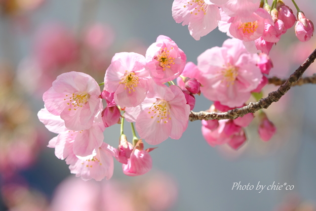 横浜関内の早咲き桜-119