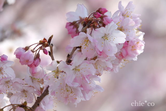 春めき桜-138