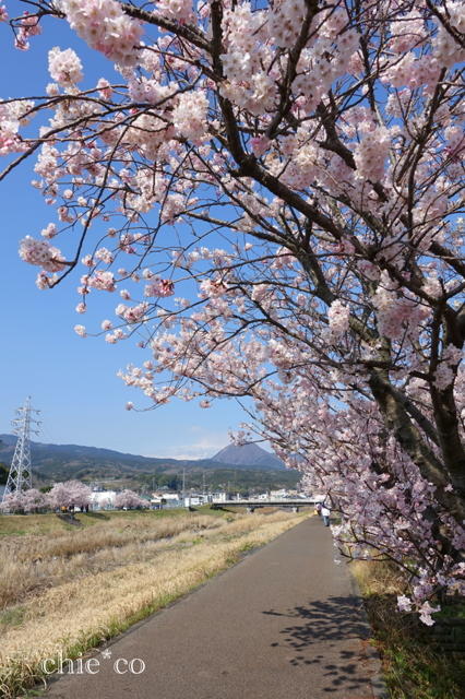 春めき桜-136