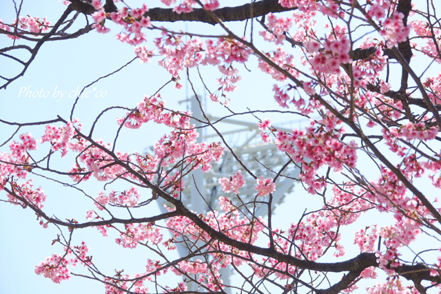 横浜関内の早咲き桜-151