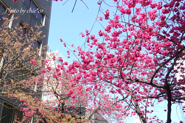 横浜関内の早咲き桜-134