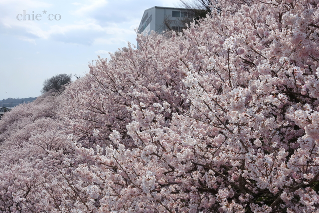 春めき桜-157