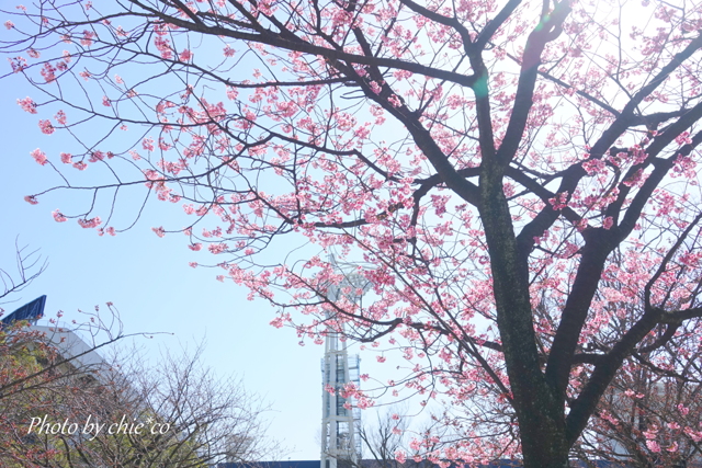横浜関内の早咲き桜-142