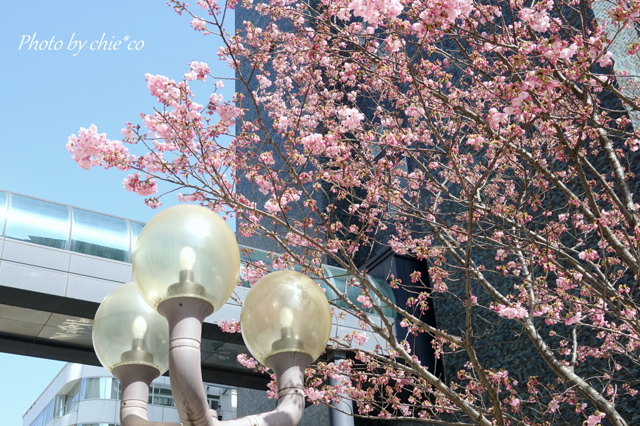 横浜関内の早咲き桜-118