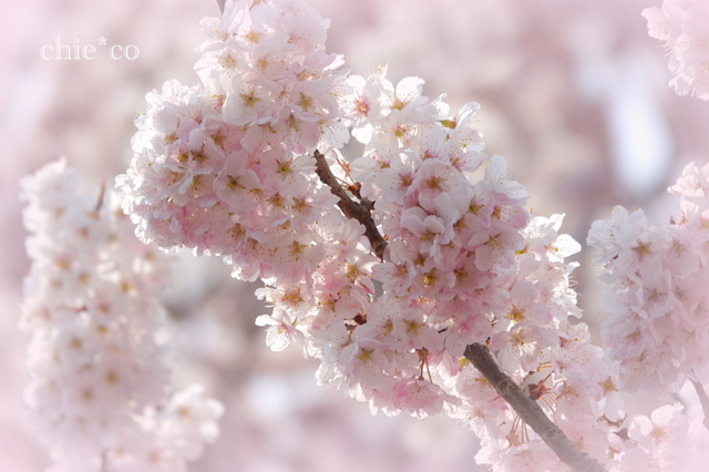 春めき桜-167