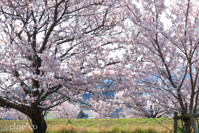 春めき桜-153