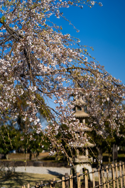 近衛邸の枝垂れ桜