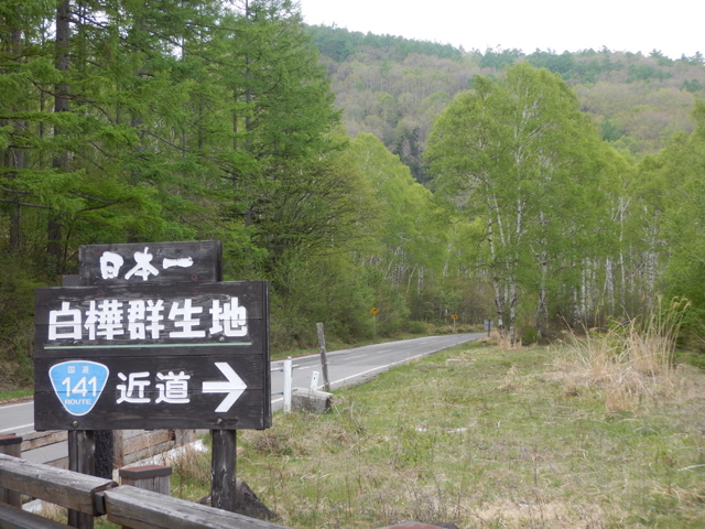 日本一の白樺林５