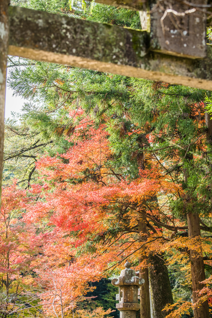 多久八幡神社の鳥居と紅葉
