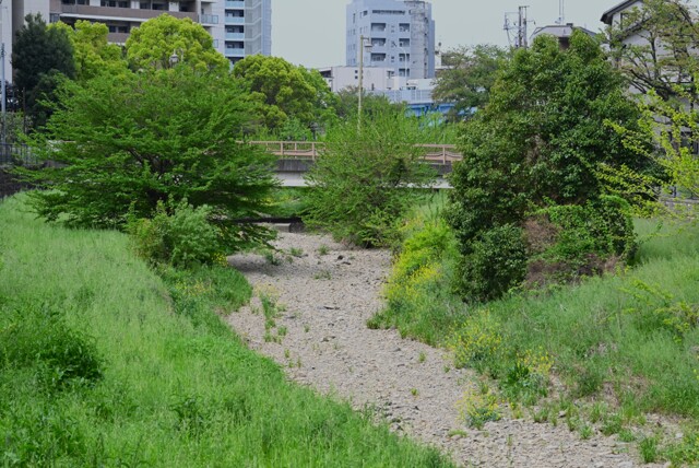 K川・新緑も涸れ川