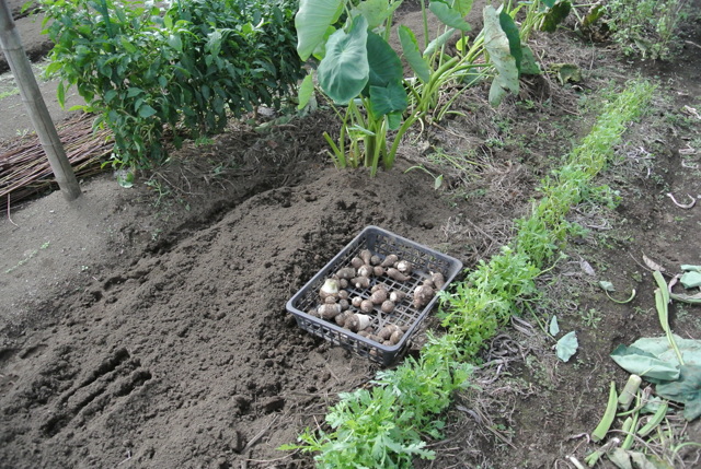サトイモ掘り