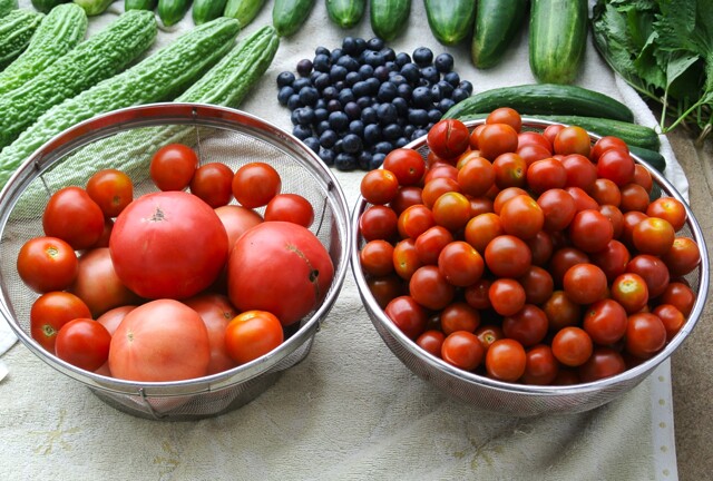 菜園・トマト類豊作