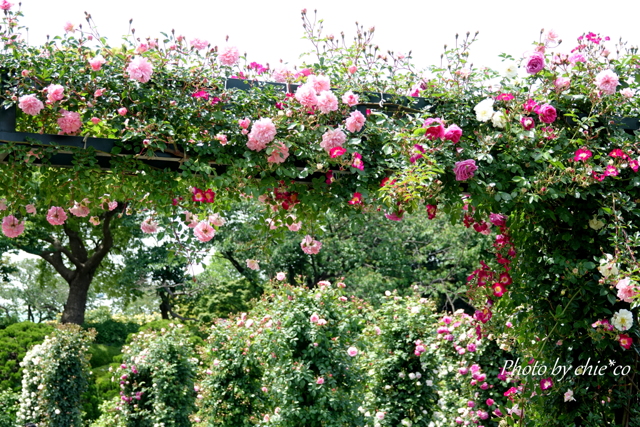 横浜 Rose Week-345