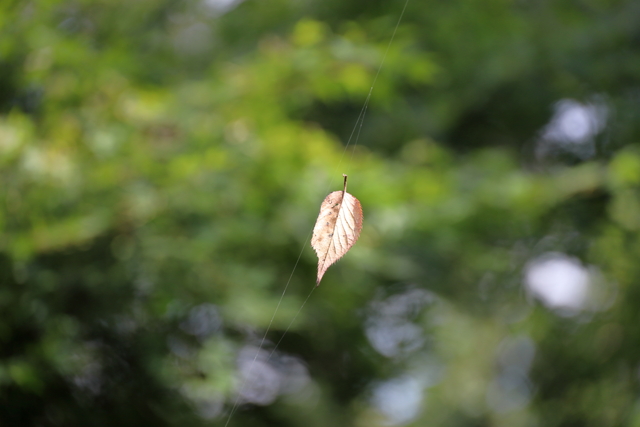 弘法山の散策　ひらりと落ち葉