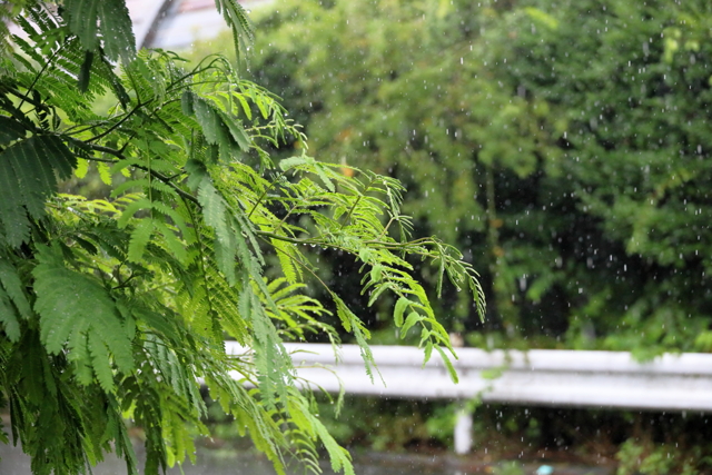 雨と合歓木
