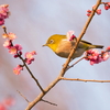 APO 135-400mm F4.5-5.6 DG (ƺ AF)ŎBeʐ^