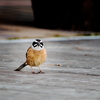 PENTAX K-S1 {fBŎBeʐ^