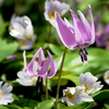PENTAX K-S1 {fBŎBeʐ^